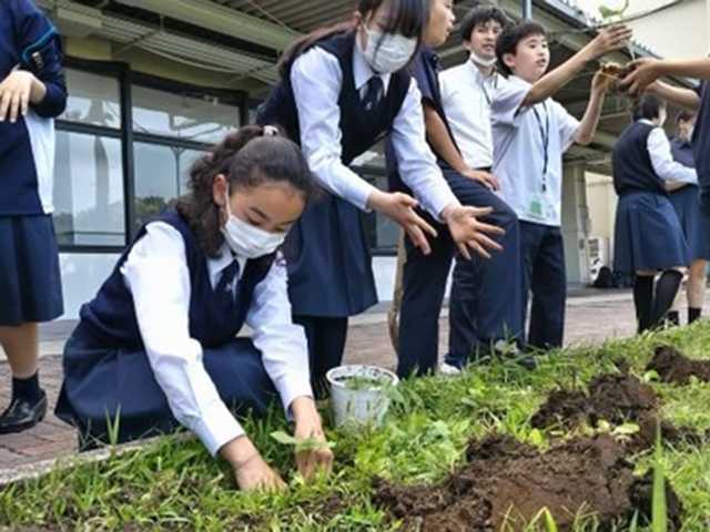 園芸委員会‐震災ひまわり【6月13日（火）】